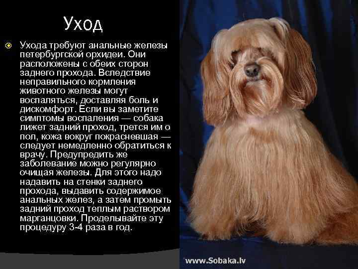 Уход Ухода требуют анальные железы петербургской орхидеи. Они расположены с обеих сторон заднего прохода.