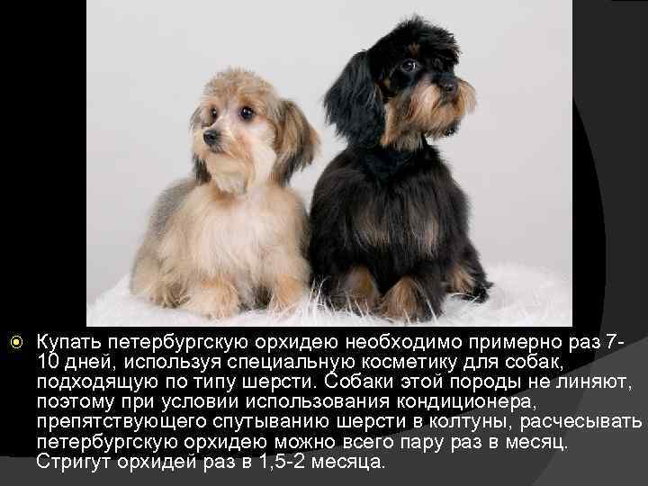  Купать петербургскую орхидею необходимо примерно раз 710 дней, используя специальную косметику для собак,