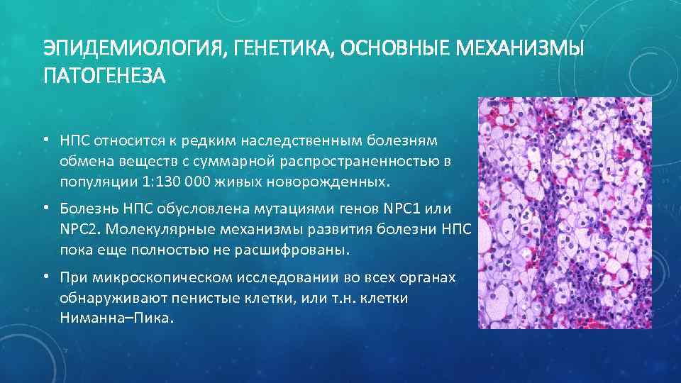 ЭПИДЕМИОЛОГИЯ, ГЕНЕТИКА, ОСНОВНЫЕ МЕХАНИЗМЫ ПАТОГЕНЕЗА • НПС относится к редким наследственным болезням обмена веществ