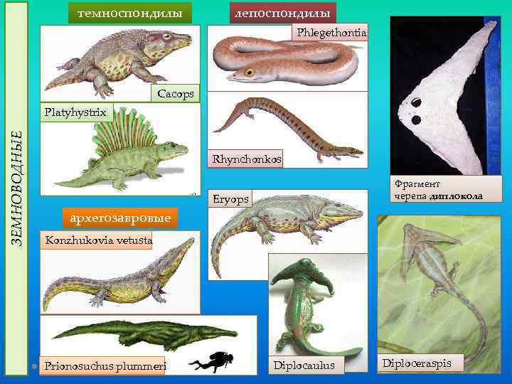 темноспондилы лепоспондилы Phlegethontia Cacops ЗЕМНОВОДНЫЕ Platyhystrix Rhynchonkos Фрагмент черепа диплокола Eryops архегозавровые Konzhukovia vetusta