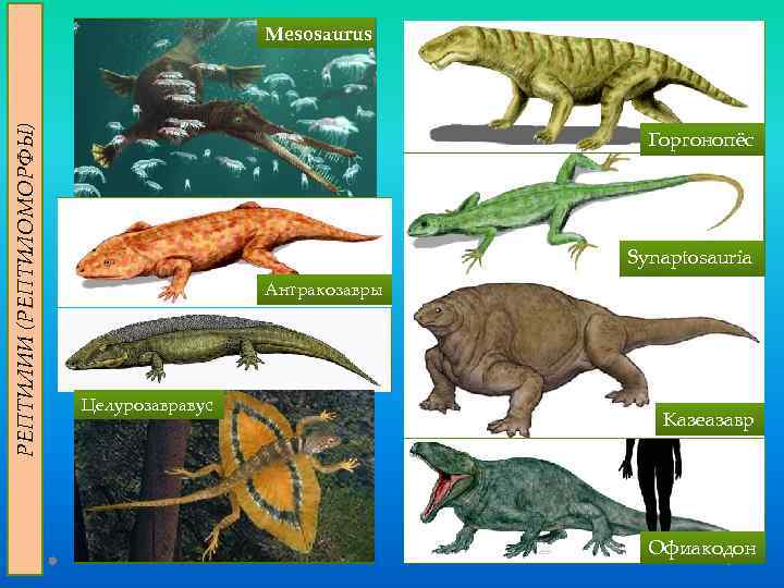 РЕПТИЛИИ (РЕПТИЛОМОРФЫ) Mesosaurus Горгонопёс Synaptosauria Антракозавры Целурозавравус Казеазавр Офиакодон 