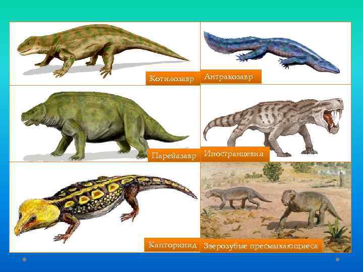 Котилозавр Антракозавр Парейазавр Иностранцевия Капторинид Зверозубые пресмыкающиеся 