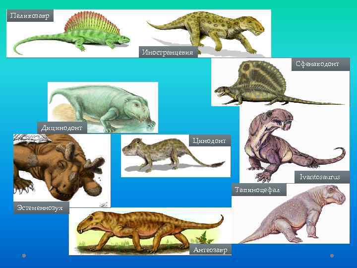 Пеликозавр Иностранцевия Сфенакодонт Дицинодонт Цинодонт Ivantosaurus Тапиноцефал Эстеменнозух Антеозавр 