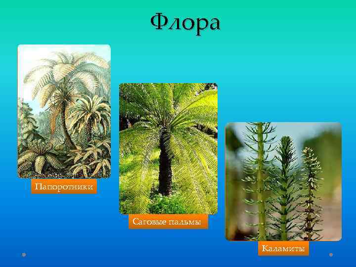 Флора Папоротники Саговые пальмы Каламиты 