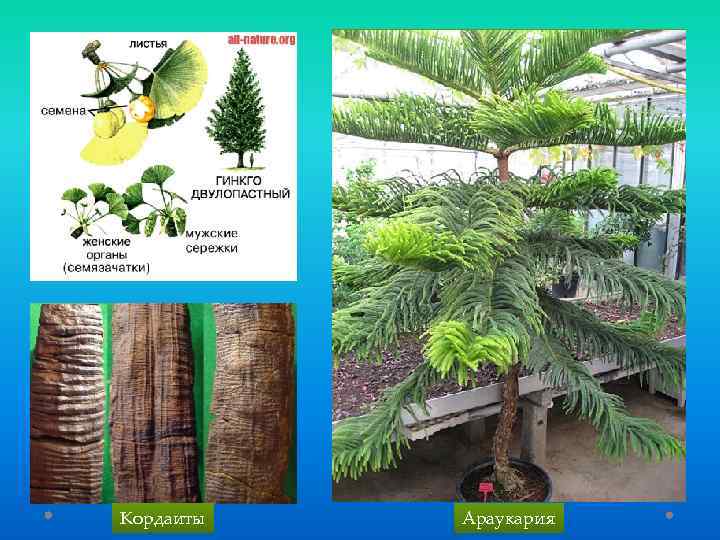 Кордаиты Араукария 