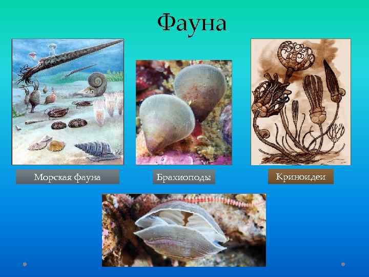 Фауна Морская фауна Брахиоподы Криноидеи 
