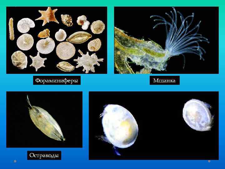 Фораминиферы Остракоды Мшанка 