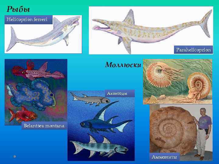 Рыбы Helicoprion ferreri Parahelicoprion Моллюски Акантоды Belantsea montana Аммониты 