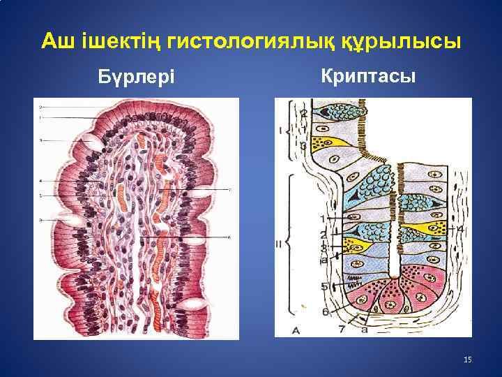 Ішек анатомиясы презентация