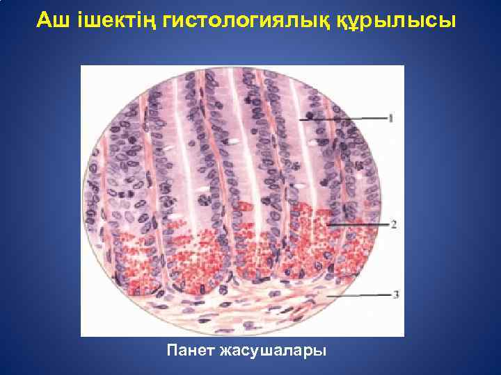 Аш ішектің гистологиялық құрылысы Панет жасушалары 
