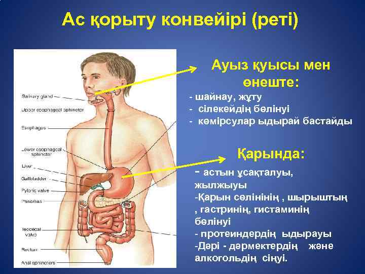 Ас қорыту конвейірі (реті) Ауыз қуысы мен өнеште: - шайнау, жұту - сілекейдің бөлінуі