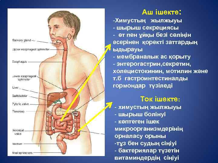 Аш ішекте: -Химустың жылжыуы - шырыш секрециясы - өт пен ұйқы безі сөліңін әсерінен