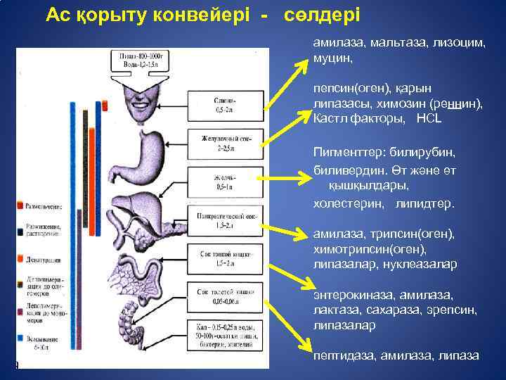 Ас қорыту конвейері - сөлдері амилаза, мальтаза, лизоцим, муцин, пепсин(оген), қарын липазасы, химозин (реннин),