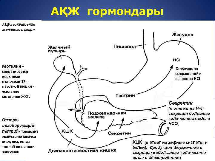 АҚЖ гормондары ХЦК: сокращение желчного пузыря Мотилин - секретируется верхними отделами 12 перстной кишки