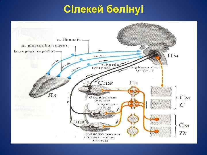 Сілекей бөлінуі 