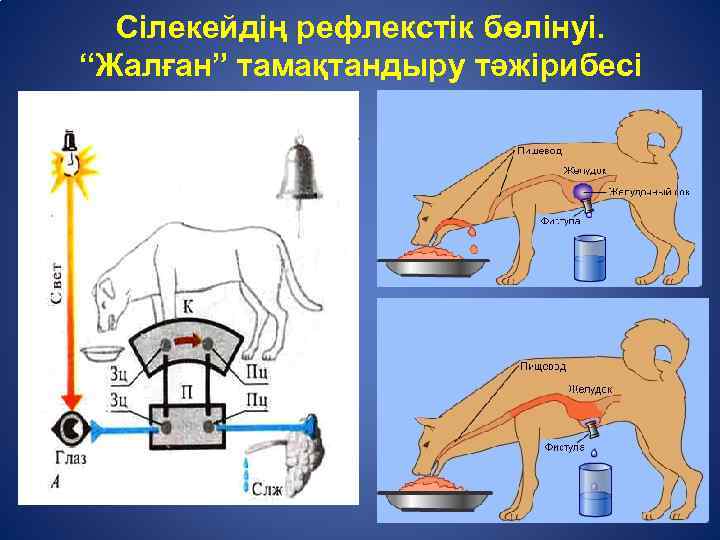 Ас қорыту жүйесінің патологиясы презентация