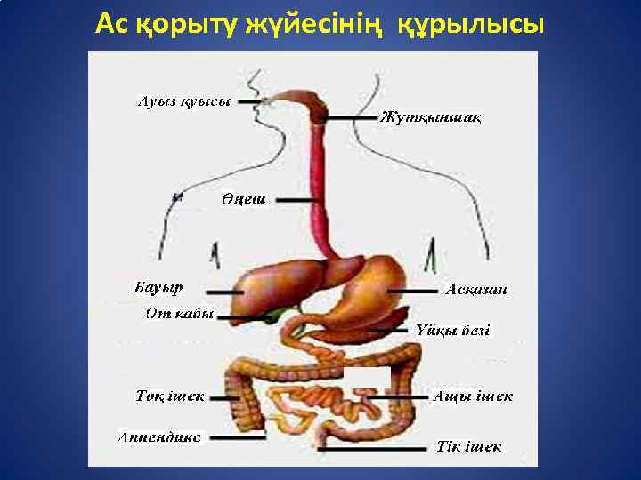 Ас қорыту жүйесінің патологиясы презентация