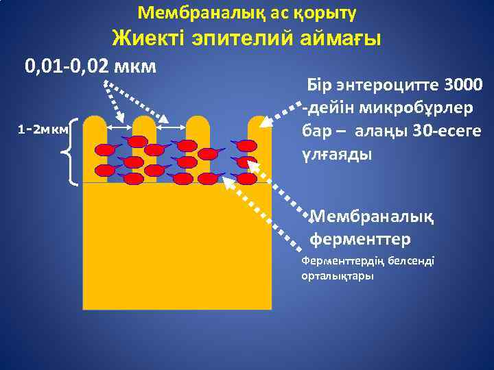 Мембраналық ас қорыту Жиекті эпителий аймағы 0, 01 -0, 02 мкм 1 -2 мкм