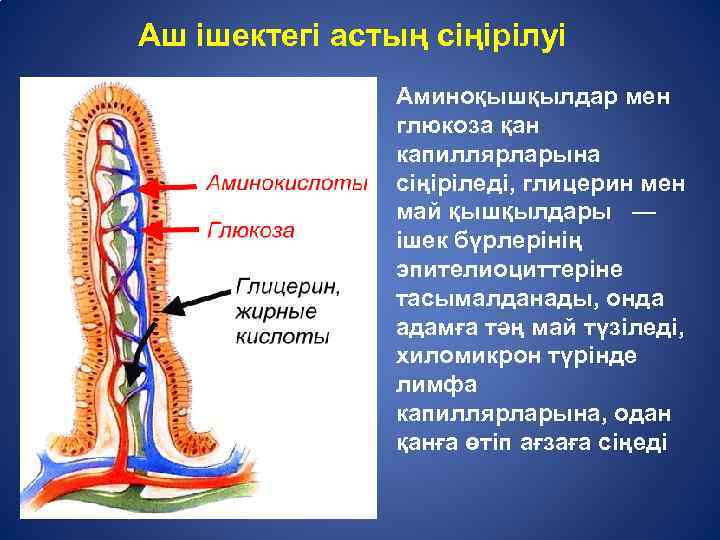 Ас қорыту жүйесінің патологиясы презентация