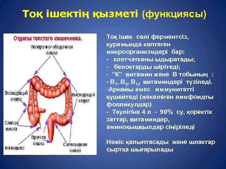 Тоқ ішектің қызметі (функциясы) Тоқ ішек сөлі ферментсіз, қурамында көптеген микроорганизмдері бар: - клетчатканы