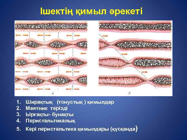 Ішектің қимыл әрекеті 1. 2. 3. 4. Ширақтық (тонустық ) қимылдар Маятник тәрізді Ырғақты-