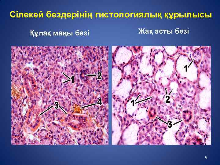 Сілекей бездерінің гистологиялық құрылысы Құлақ маңы безі Жақ асты безі 6 