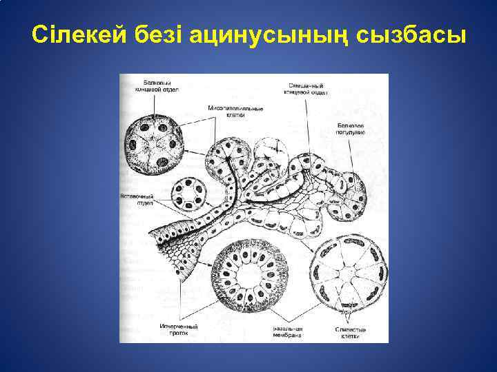 Схема железа. Структура слюнных желез ацинус. Схема функционального элемента слюнной железы. Ацинус слюнной железы. Ацинус слюнной железы схема.