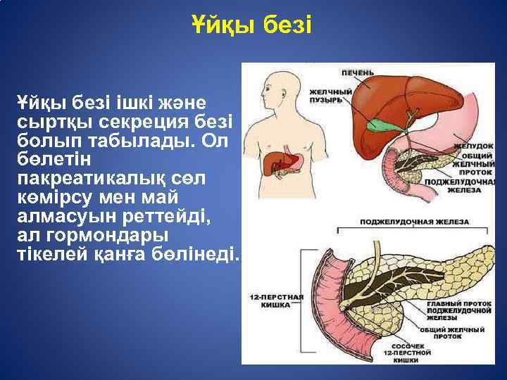 Ұйқы безі ішкі және сыртқы секреция безі болып табылады. Ол бөлетін пакреатикалық сөл көмірсу