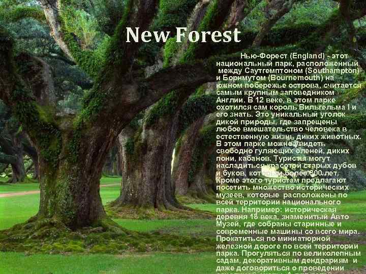 New Forest Нью-Форест (England) - этот национальный парк, расположенный между Саутгемптоном (Southampton) и Борнмутом