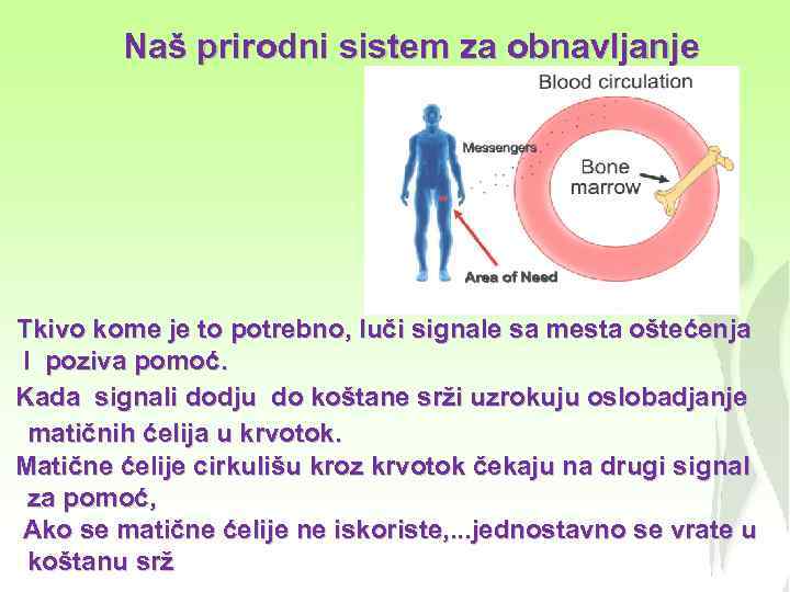 Naš prirodni sistem za obnavljanje Tkivo kome je to potrebno, luči signale sa mesta