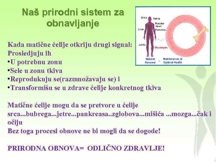 Naš prirodni sistem za obnavljanje Kada matične ćelije otkriju drugi signal: Prosledjuju ih •