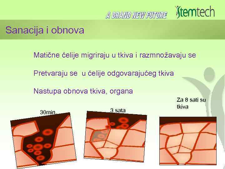 Sanacija i obnova Matične ćelije migriraju u tkiva i razmnožavaju se Pretvaraju se u