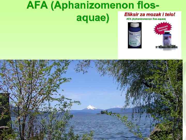 AFA (Aphanizomenon flosaquae) 