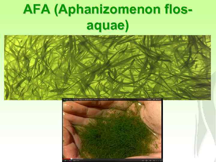 AFA (Aphanizomenon flosaquae) 