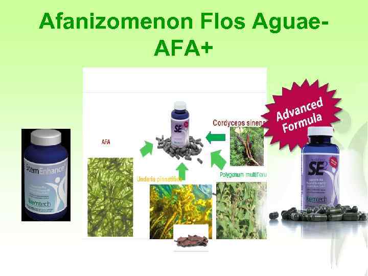 Afanizomenon Flos Aguae. AFA+ 