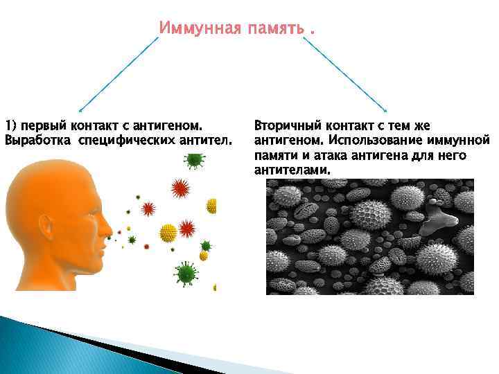 Презентация иммунологическая память