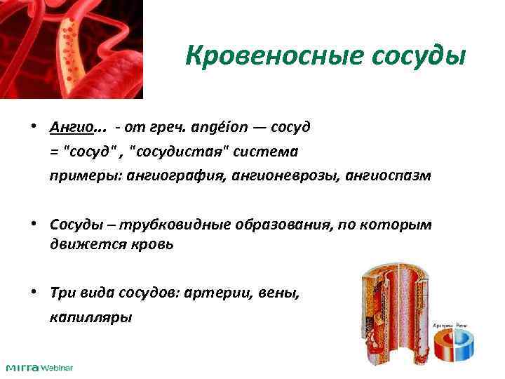 Кровеносные сосуды • Ангио. . . - от греч. angéion — сосуд = "сосуд"