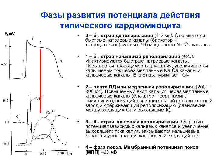 Фазы развития потенциала действия типического кардиомиоцита E, m. V • 0 – быстрая деполяризация