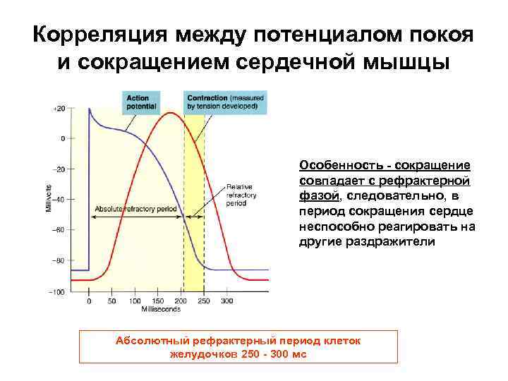 Корреляция между потенциалом покоя и сокращением сердечной мышцы Особенность - сокращение совпадает с рефрактерной