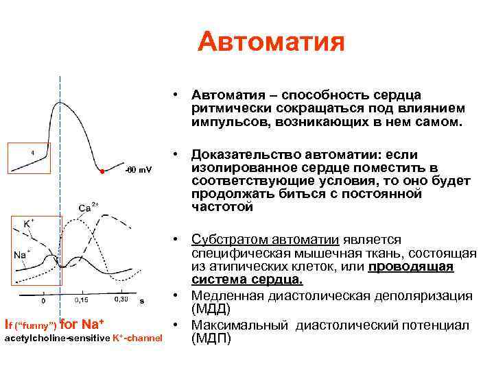 Автоматия • Автоматия – способность сердца ритмически сокращаться под влиянием импульсов, возникающих в нем
