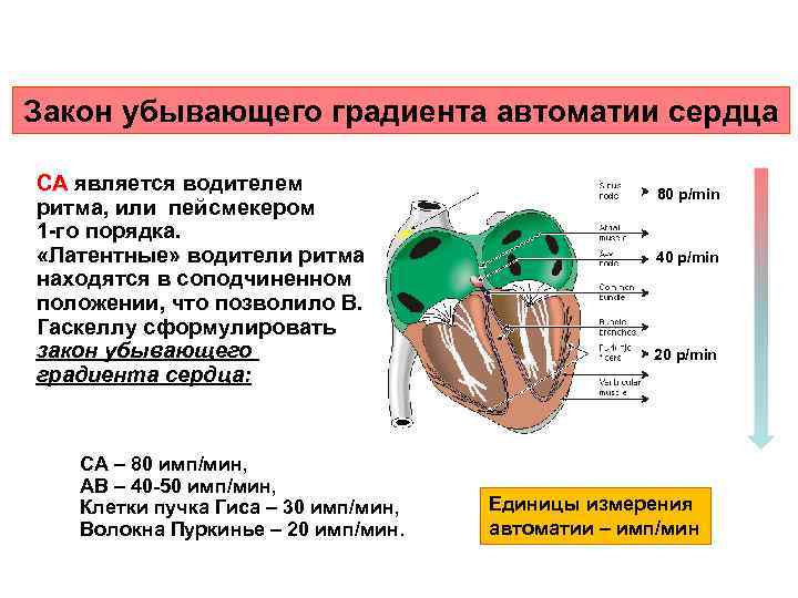 Закон убывающего градиента автоматии сердца СА является водителем ритма, или пейсмекером 1 -го порядка.