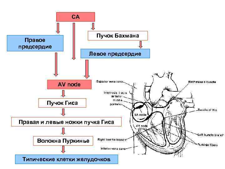 СА Пучок Бахмана Правое предсердие Левое предсердие AV node Пучок Гиса Правая и левые