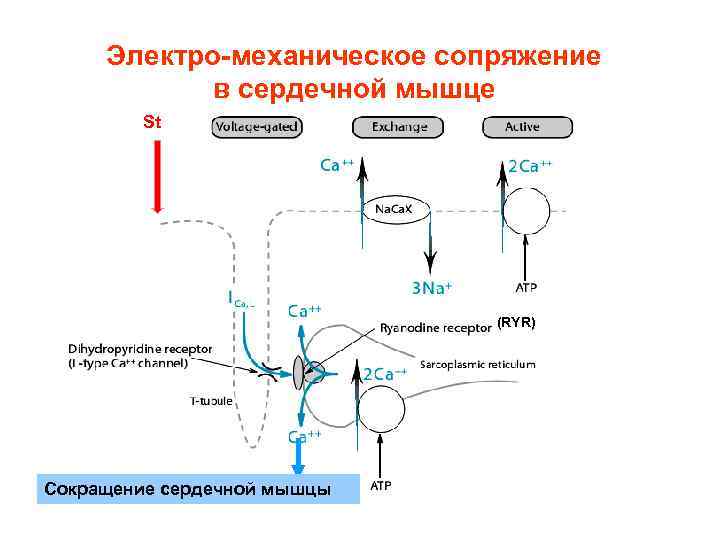 Электро-механическое сопряжение в сердечной мышце St (RYR) Сокращение сердечной мышцы 