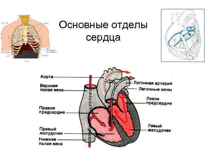 Основные отделы сердца 