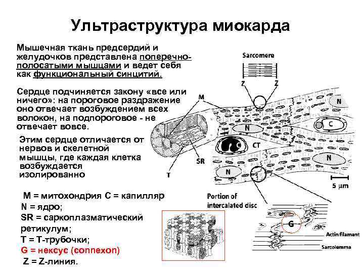 Ультраструктура миокарда Мышечная ткань предсердий и желудочков представлена поперечнополосатыми мышцами и ведет себя как