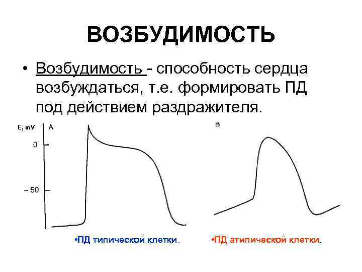 Возбудимость это. Возбудимость миокарда физиология. Возбудимость сердца физиология. Возбудимость сердечной мышцы физиология график. Фазы возбудимости сердечной мышцы.