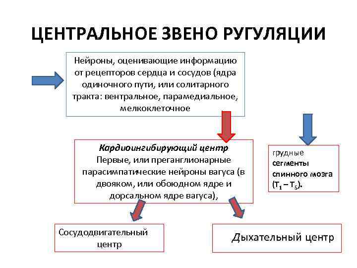 ЦЕНТРАЛЬНОЕ ЗВЕНО РУГУЛЯЦИИ Нейроны, оценивающие информацию от рецепторов сердца и сосудов (ядра одиночного пути,