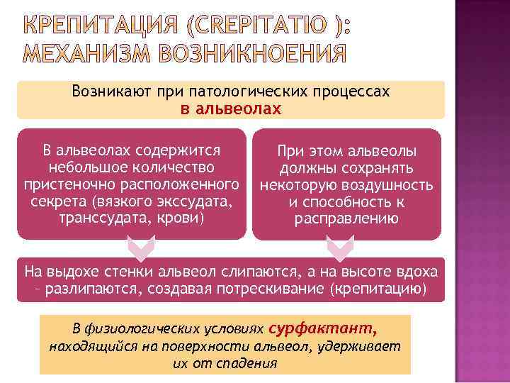 Возникают при патологических процессах в альвеолах В альвеолах содержится небольшое количество пристеночно расположенного секрета