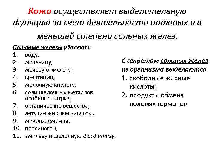 Кожа осуществляет выделительную функцию за счет деятельности потовых и в меньшей степени сальных желез.