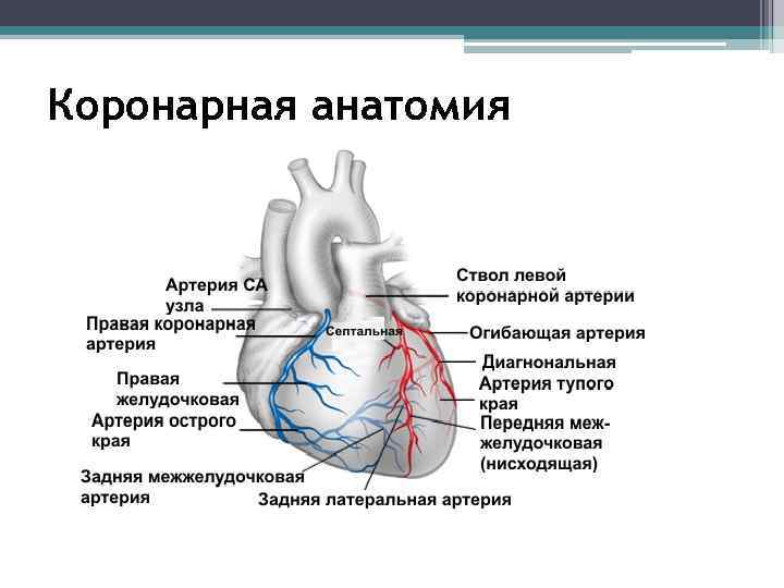 Артерии сердца анатомия схема